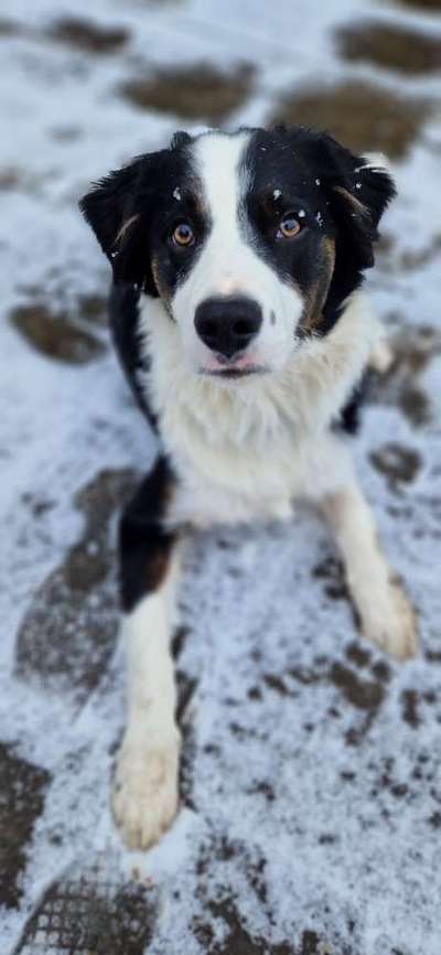 Spitzname(n) Deines Hundes-Beitrag-Bild