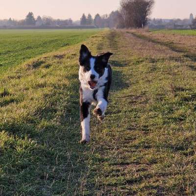 Hundetreffen-Trainings-, Gassi-, und Spielkamerad gesucht-Bild