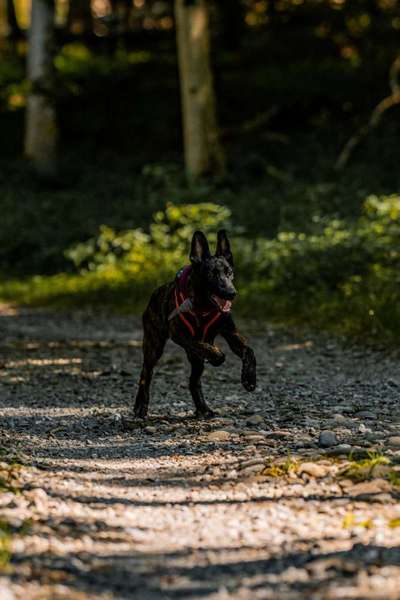 Dogorama Photo Challenge - Euer Vierbeiner auf zwei Beinen-Beitrag-Bild