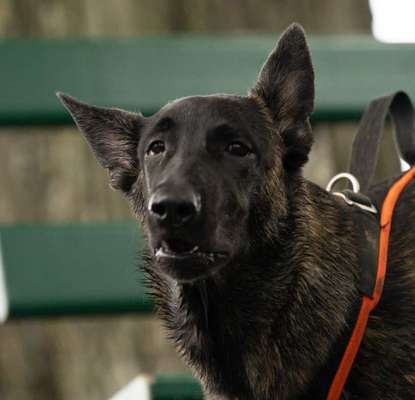 20. Handy -Foto-Callenge-Beitrag-Bild