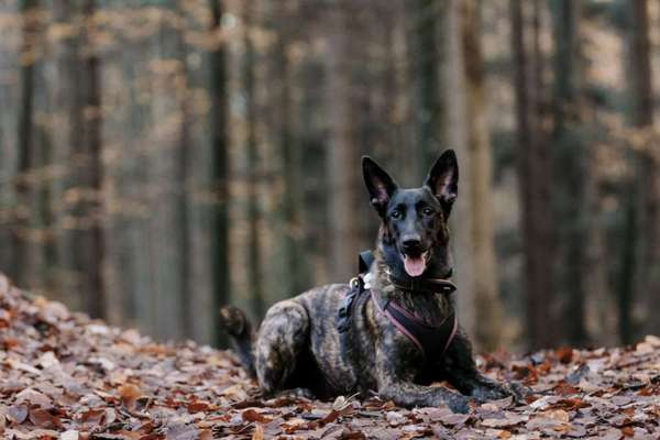 Wald Bild-Beitrag-Bild