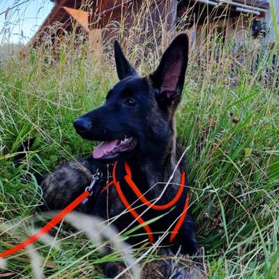 Holländische Schäferhunde-Beitrag-Bild