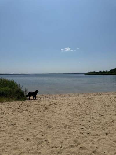 Hundeauslaufgebiet-Hundestrand am Bärwalder See.-Bild