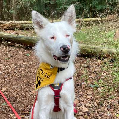 Titelbild Gruppe Handicap Hunde 🐶