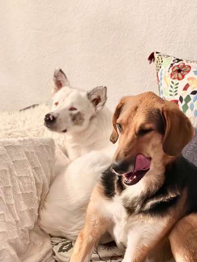 TierschutzhundeStammtisch🐕-Beitrag-Bild