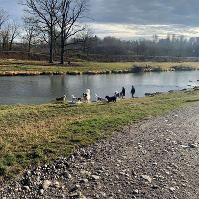 Hundetreffen-Landseer trifft Artgenossen-Bild