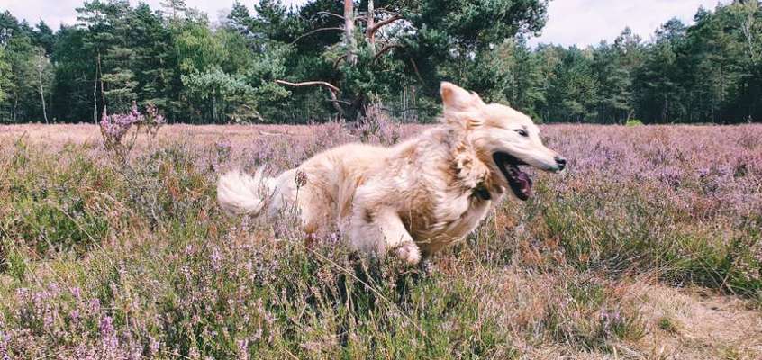 Fotosammlung: ,,Der natürliche Hund" Unbearbeitet, ungestellt und in Natura-Beitrag-Bild