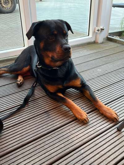 Hundetreffen-Gassirunde / Spielkamerad-Bild