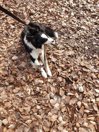 Hunde vom Tierschutzverein 🐕♥️-Beitrag-Bild