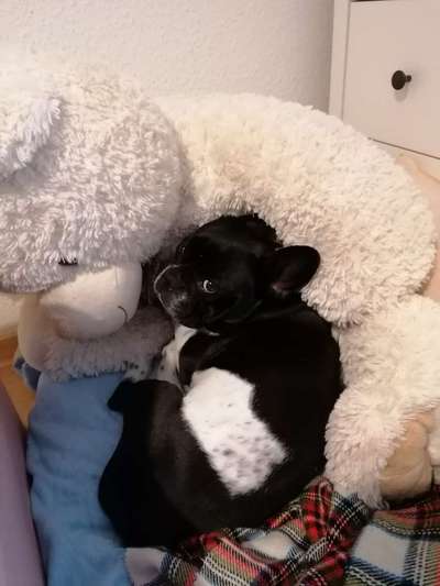 Zeigt her eure Frenchi-Beitrag-Bild