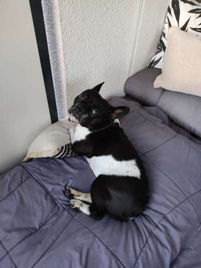 Zeigt her eure Frenchi-Beitrag-Bild