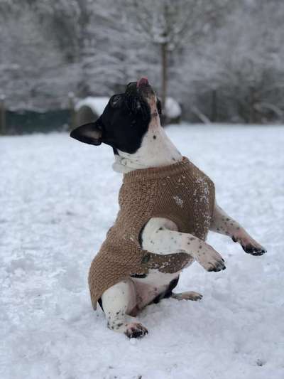 Zeigt her eure Frenchi-Beitrag-Bild