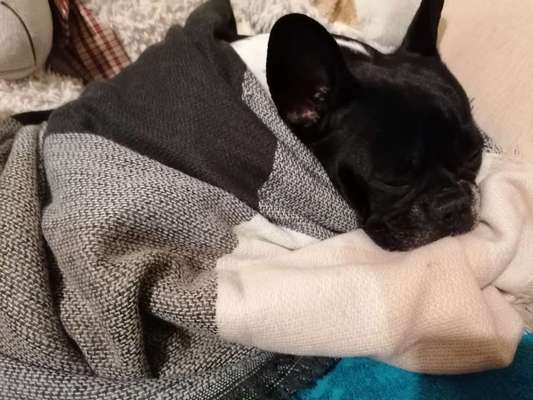 Zeigt her eure Frenchi-Beitrag-Bild