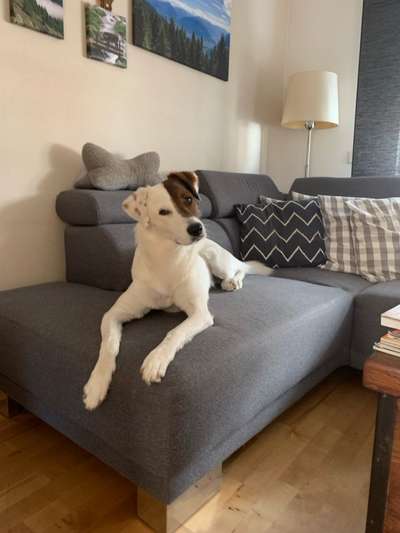 🐶: „Ich bin kein Weihnachtsgeschenk!“ Hunde als Überraschung unter dem Weihnachtsbaum?! 🎄-Beitrag-Bild