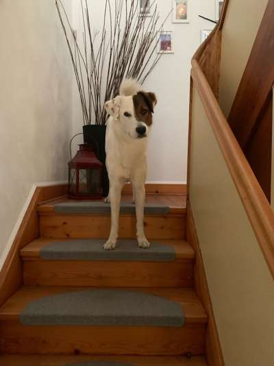 Wie kamst du zu deinem Hund?-Beitrag-Bild