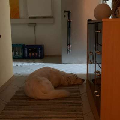 aktuelles Foto Gruppe Hunde aus dem Tierschutz