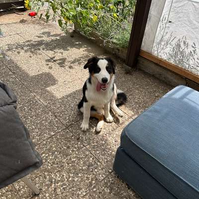 Hundetreffen-Spielrunde-Bild
