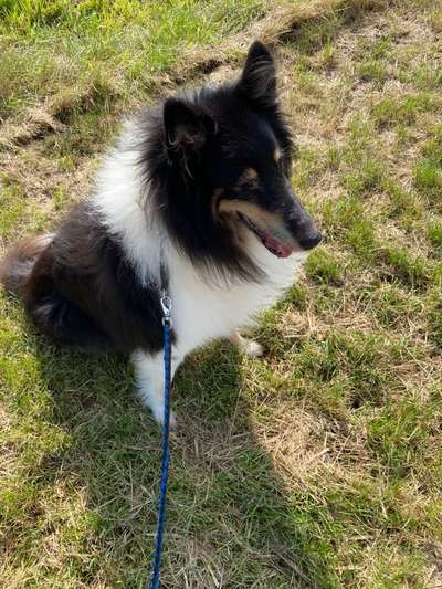 Mischlinge raten - Rätselspaß-Beitrag-Bild