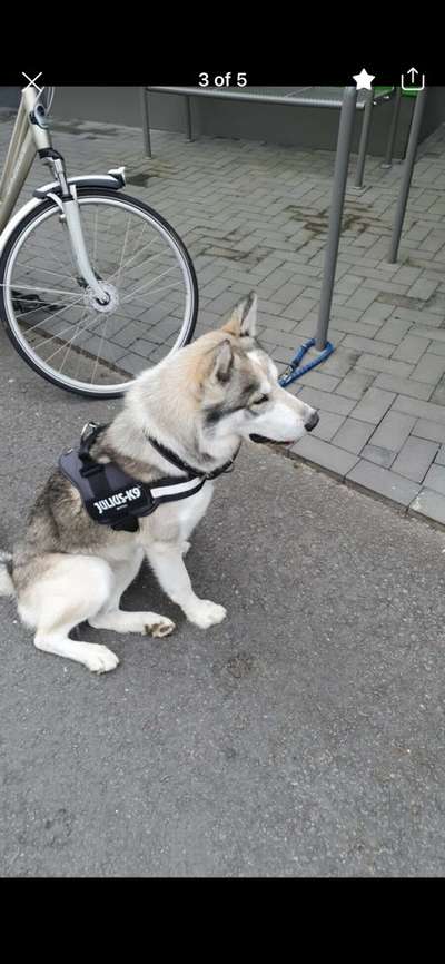 Ist das alles wirklich nur rassenbedingt?-Beitrag-Bild