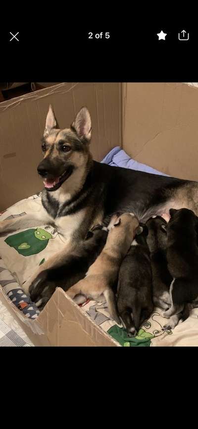 Ist das alles wirklich nur rassenbedingt?-Beitrag-Bild