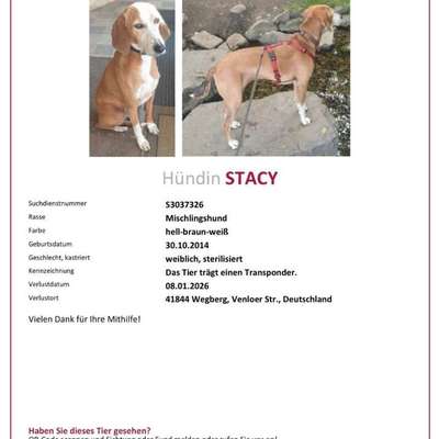 Suchmeldung-Stacy-Bild