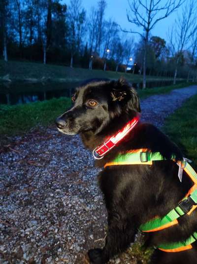 Auslandstierschutz-Beitrag-Bild