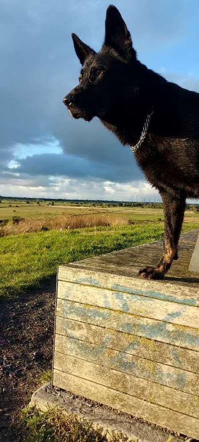 Leinenführigkeit-Beitrag-Bild