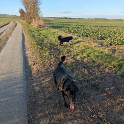 Hundetreffen-Spaziergang, Training etc.-Bild