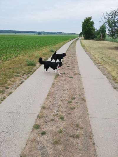 Hundetreffen-Spazieren, training-Bild
