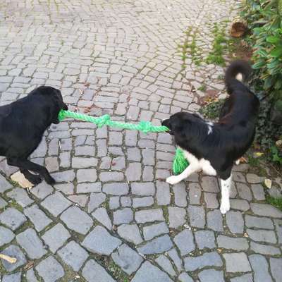 Hundetreffen-Spazieren