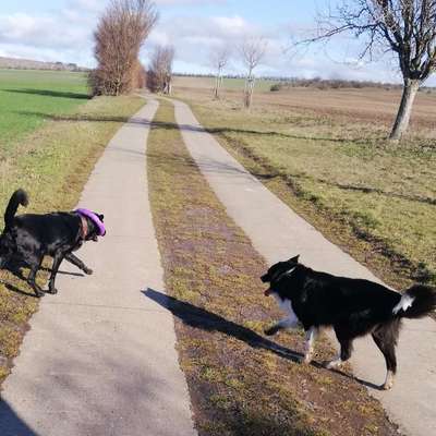 Hundetreffen-Spazieren gehen (klein Quenstedt)-Bild