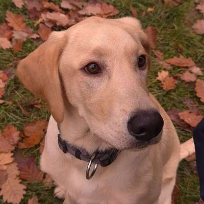 Hundetreffen-Treffen zum toben am Alten Sportplatz in Hemmerich