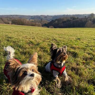 Hundetreffen-Hundefreunde. Neu in Hennef✨-Bild