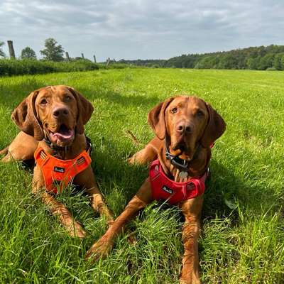 Hundetreffen-Spazieren gehen mit großer Auslastung-Bild