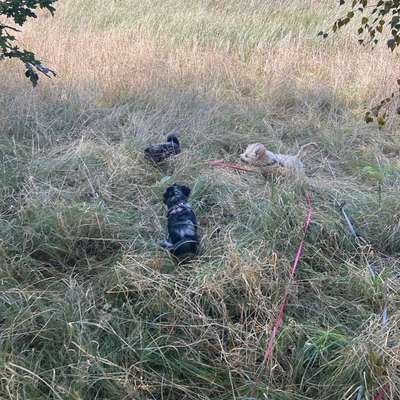 Hundetreffen-Tobetreff Montag in Rahlstedt-Bild