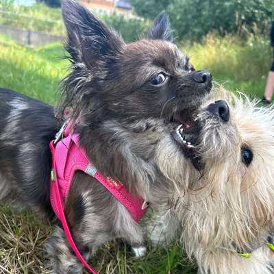 Hundetreffen-Spieltreff in den Vierlanden-Bild