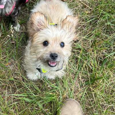 Hundetreffen-Kleinhundetreff in Rahlstedt oder Kirchwerder-Bild