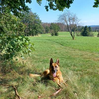 Hundetreffen-Junghundespielgruppe