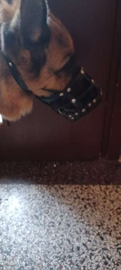 Wie sitzt mein Maulkorb / Maulkorb-Beratung-Beitrag-Bild