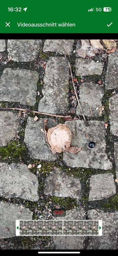 Giftköder-Giftköder unbekannt-Bild