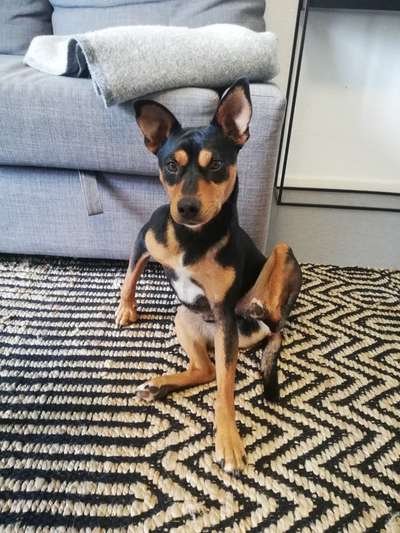 Liebhaber des Deutschen Pinscher gesucht.-Beitrag-Bild