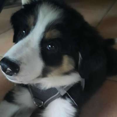 Hundetreffen-Welpentreffen-Bild