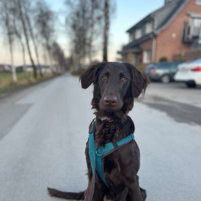 Hundetreffen-Trainingspartner gesucht-Bild