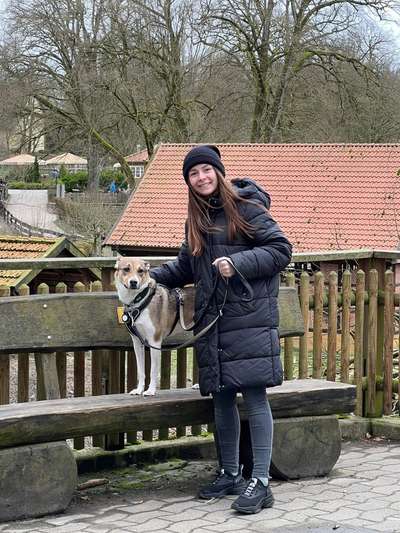 Hundetreffen-Abendrunde-Bild