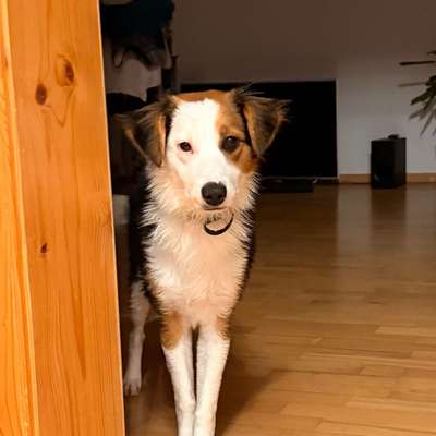 Hundetreffen-Spiel- und Trainingsfreund*in gesucht-Bild