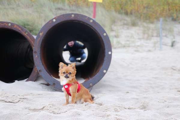 Hundetreffen-Social Walk (Hundebegegnungen an der Leine üben)-Bild