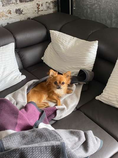 Hundetreffen-Hunde 🐶 zum Spielen gesucht-Bild