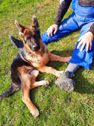 Schäferhund-Fans?-Beitrag-Bild