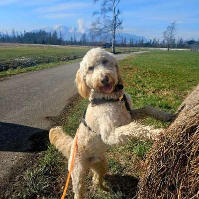 Hundetreffen-Gassirunde-Bild
