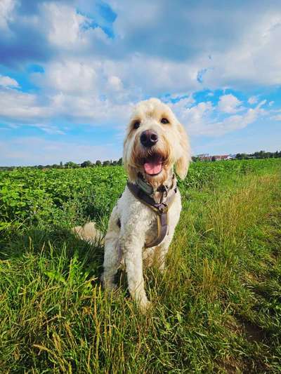 Hundetreffen-Forstenrieder Park, Schlagweg, Laim, Pasing für Gassirunden-Bild